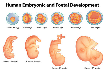 Sviluppo del feto in gravidanza