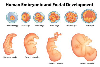 Sviluppo del feto in gravidanza