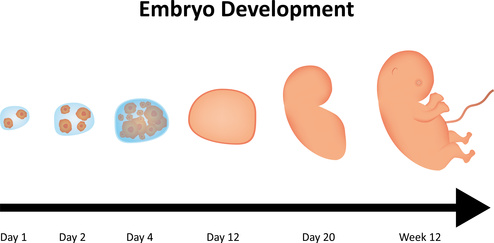 embrione nei primi 3 mesi